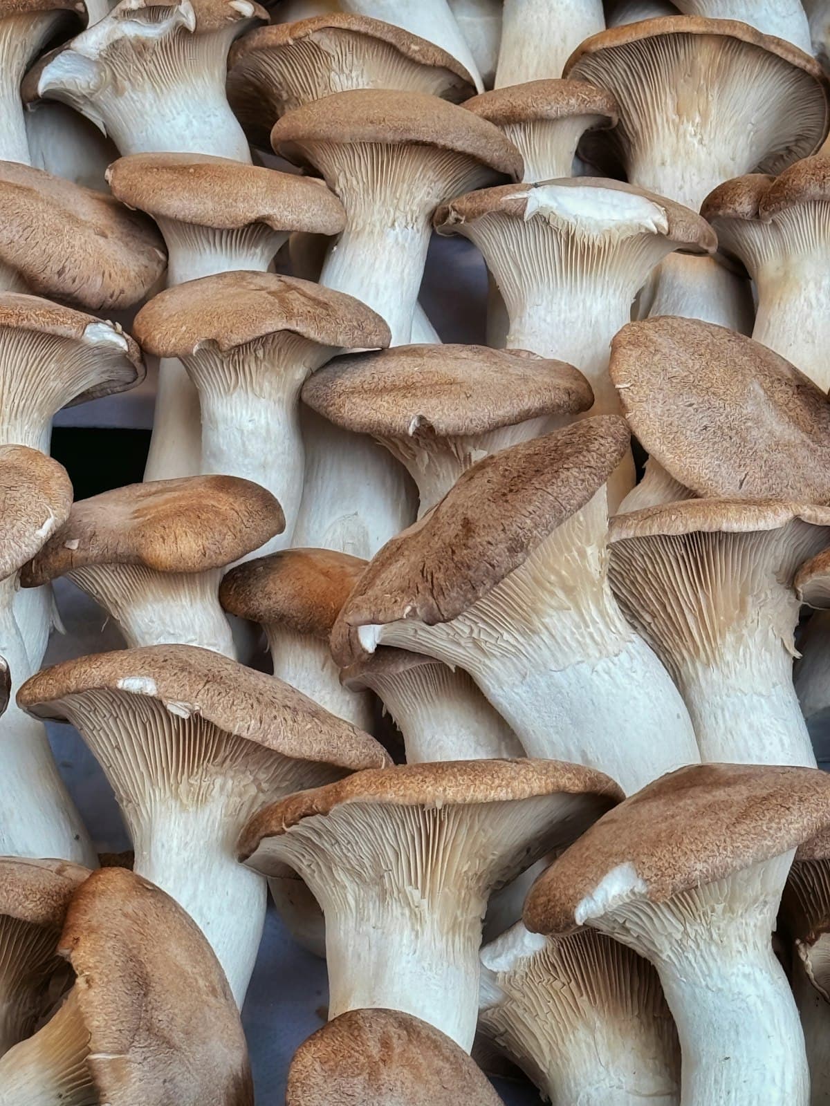 Fresh king oyster mushrooms