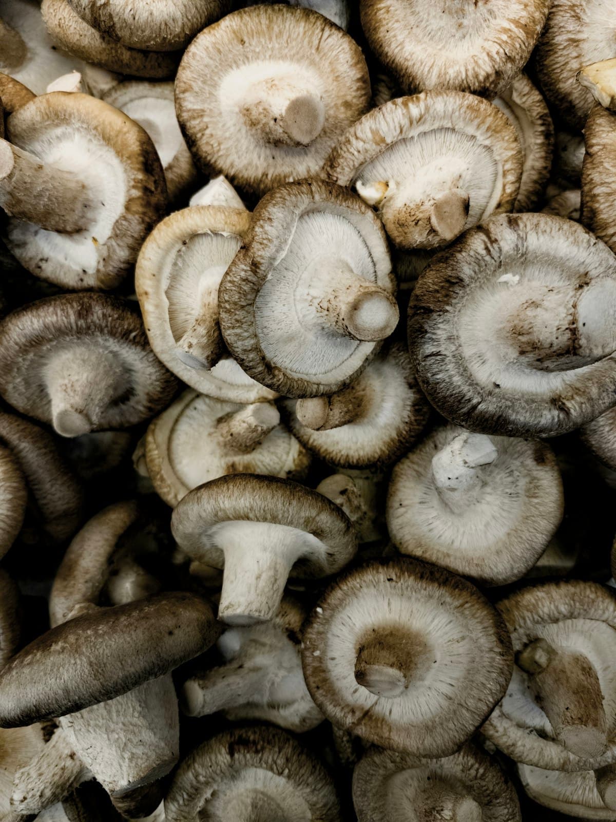 Fresh shiitake mushrooms from our farm